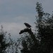 mini-IMG_1303